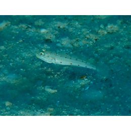 Ryba morska Valenciennea longipinnis Babka pasiasta Striped Sleeper Goby