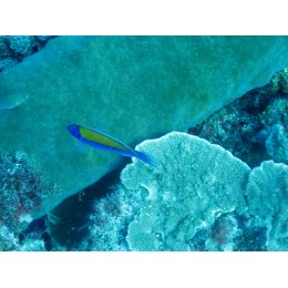 Ryba morska Cirrhilabrus aurantidorsalis Wargacz pomarańczowogrzbiety Orangeback Fairy Wrasse