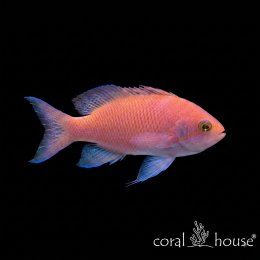 Ryba morska Pseudanthias Hypselosoma (Antias Różowy)