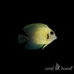 Ryba morska Acanthurus Chronixis (Pokolec Naśladowczy)