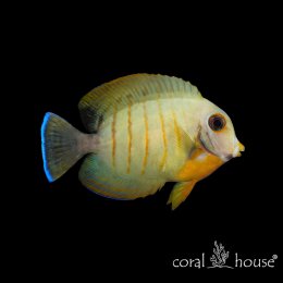 Ryba morska Acanthurus Tristis (Pokolec Smutny)