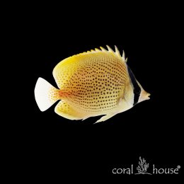 Ryba morska Chaetodon Citrinellus (Ustnik Cytrynowy)