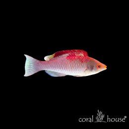 Ryba morska Cirrhilabrus Adornatus (Debeliusa Red)