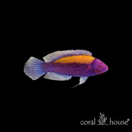 Ryba morska Cirrhilabrus Aurantidorsalis (Pomarańczowo Grzebity)
