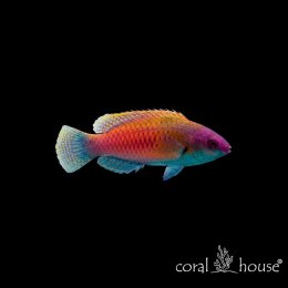 Ryba morska Cirrhilabrus Cyanopleura (Wargacz Niebieskoboki)