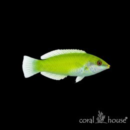 Ryba morska Halichoeres Chloropterus (Wargatek Zielony)