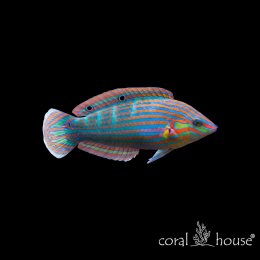 Ryba morska Halichoeres Melanurus Wargatek