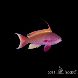 Ryba morska Pseudanthias cheirospilos (Antias Pacyficzny)
