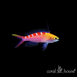 Ryba morska Pseudanthias Flavoguttatus (Antias Żółtoplamy)