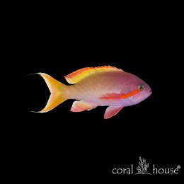 Ryba morska Pseudanthias Huchtii (Antias Czerwonolicy)