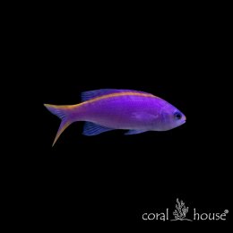 Ryba morska Pseudanthias Tuka (Antias Purpurowy)