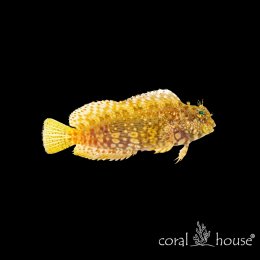Ryba morska Salarias Ceramensis (Ślizg Ceramski)