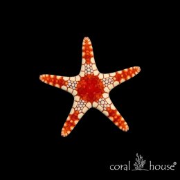 Fromia monilis Rozgwiazda mozaikowa Superman Tile Starfish
