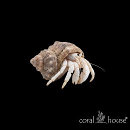 Calcinus laevimanus Krab Pustelnik Białonogi White Leg Hermit Crab