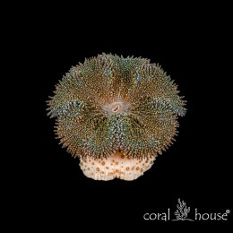 Stichodactyla mertensii Dywanowiec Mertensa