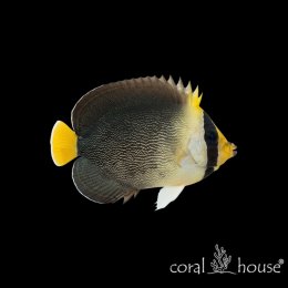 Ryba morska Chaetodontoplus mesoleucus Ustniczek siatkowany