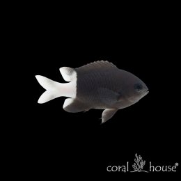 Ryba morska Chromis margaritifer Chromis dwubarwny Bicolor Chromis