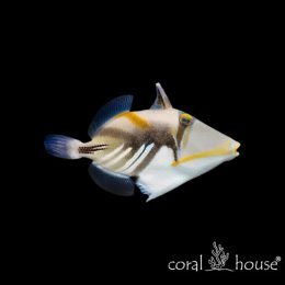 Ryba morska Rhinecanthus aculeatus Rogatnica Picasso Triggerfish