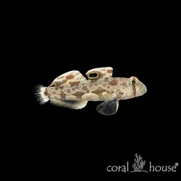 Ryba morska Signigobius biocellatus Babka dwuplamista Crab Eye Goby