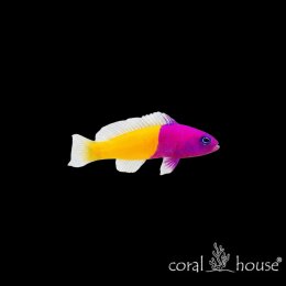 Ryba morska Pseudochromis paccagnellae Bilbil dwubarwny Dottyback