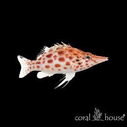Ryba morska Cirrhitichthys oxycephalus Żagiewka koralowa Hawkfish