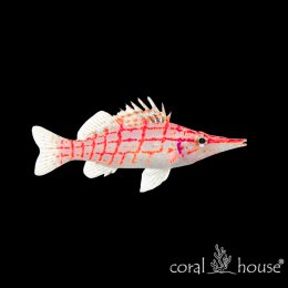 Ryba morska Oxycirrhites typus Żagiewka długonosa Longnose Hawkfish