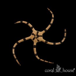 Ophiolepis superba Wężowidło zebra Brittle Starfish czyściciel dna