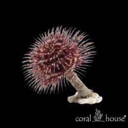 Sabellastarte spectabilis Rurówka wachlarzowa Featherduster