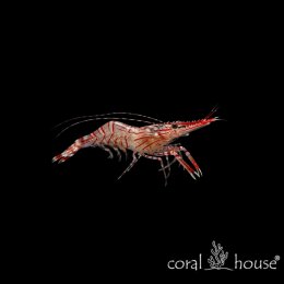 Lysmata seticaudata Krewetka monakijska Monaco Shrimp