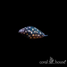 Ślimak Pictocolumbella Ocellata