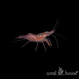 Krewetka Rhynchocinetes durbanensis Krewetka tańcząca