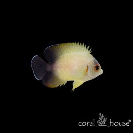Ryba morska Centropyge vroliki Ustniczek półczarny Half Black Angelfish