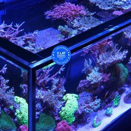 Red Sea REEF-FRAME MAX 350 zestaw akwarium morskiego, szafka kolor dąb – szkło ultraprzejrzyste i wzmocnienia eurobrace