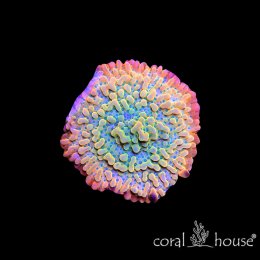 Montipora danae Phoenix Fire – koralowiec SPS