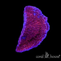 Montipora danae Phoenix Red – koralowiec SPS