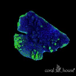 Montipora delicatula Blue – koralowiec SPS