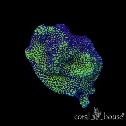 Montipora Star Wars Green – koralowiec SPS