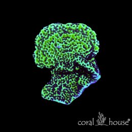 Montipora spongodes Neon – koralowiec SPS
