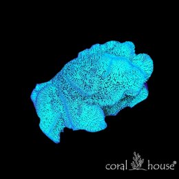 Pavona cactus Green – koralowiec SPS