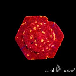 Chalice Orange Eye (Echinophyllia) – koralowiec LPS