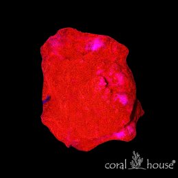 Chalice Ultra Red (Echinophyllia) – koralowiec LPS