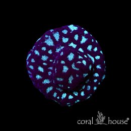 Favia Dark Green Eye – koralowiec LPS