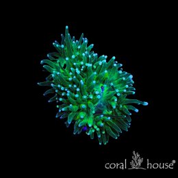 Euphyllia glabrescens Green Blue Tips – koralowiec LPS