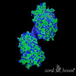 Euphyllia divisa Frogspawn Green Blue Tips – koralowiec LPS