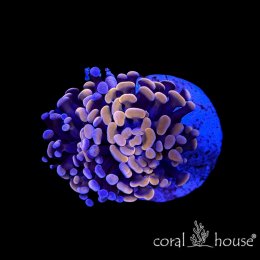Euphyllia paraancora Orange – koralowiec LPS