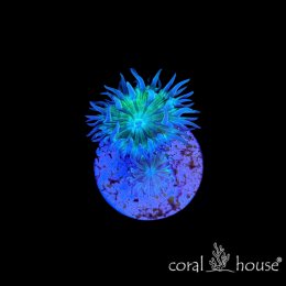 Duncanopsammia axifuga (dunka) – koralowiec LPS