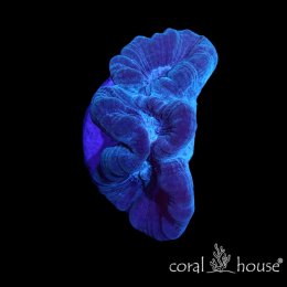 Caulastrea Mint – koralowiec LPS