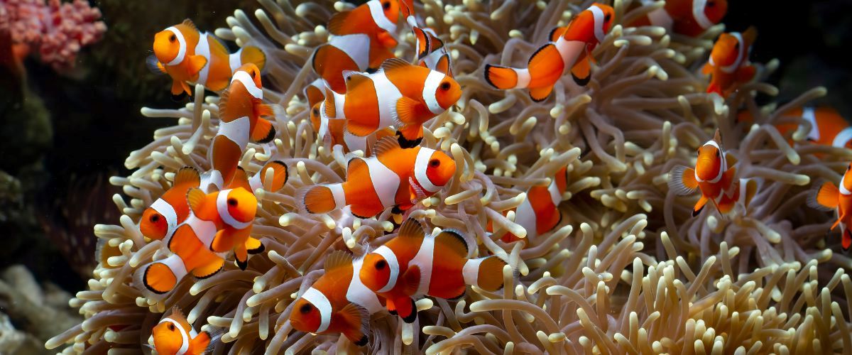 błazenki - ryby do akwarium morskiego