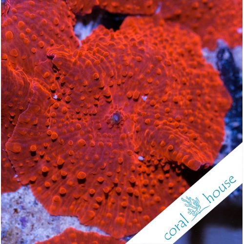 Discosoma red w akwarium morskim CoralHouse