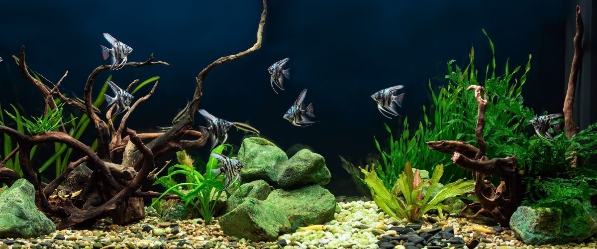 filtr kubełkowy do akwarium